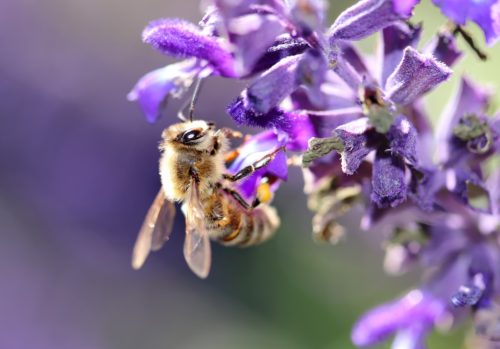 FLOWERS FOR HONEY BEE POLLINATION