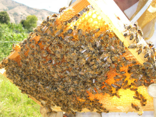 HONEY